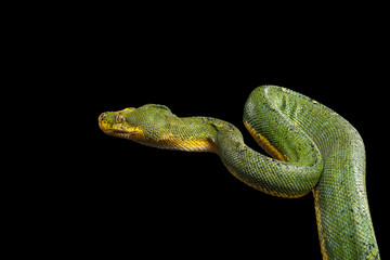 Close-up Green Tree Python Snake in Attack. Morelia viridis. Isolated black background