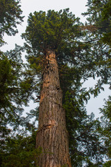 Fototapeta premium Looking Up A Giant Tree