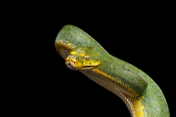 Close-up Green Tree Python Snake in Attack. Morelia viridis. Isolated black background
