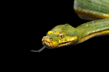 Fototapeta premium Close-up Green Tree Python Snake in Attack. Morelia viridis. Isolated black background
