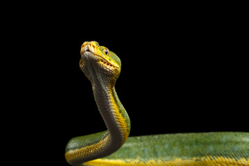 Close-up Green Tree Python Snake in Attack. Morelia viridis. Isolated black background