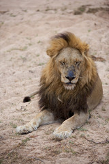 Great Kruger - Lion
