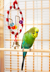 Fototapeta premium Budgie.