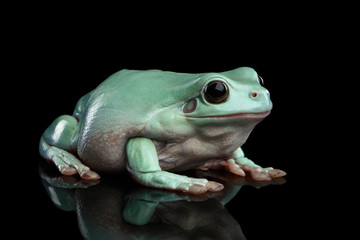 Obraz premium Australian green tree frog, or Litoria caerulea Isolated on black background with reflection