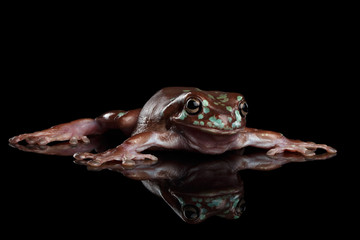 Obraz premium Australian green tree frog, or Litoria caerulea with spots Isolated on black background with reflection