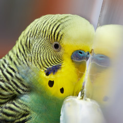 Fototapeta premium Budgie.