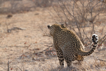 Great Kruger - Leopard