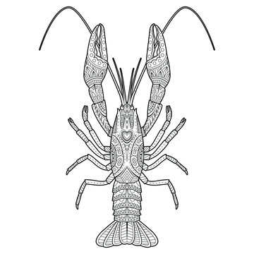 Vector hand drawn zentangle crawfish drawing for coloring book