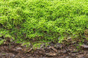 Green moss background