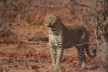 Fototapeta na wymiar Great Kruger - Leopard