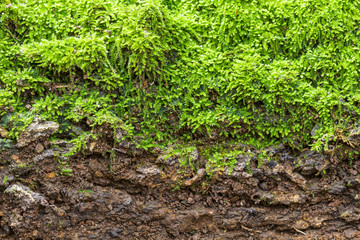 Green moss background