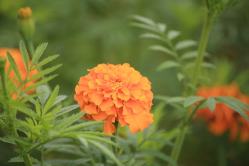 マリーゴールド