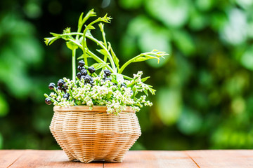 Ceylon Spinach in bamboo basket