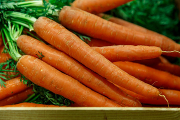 organic carrot group closeup