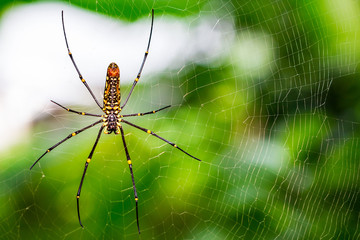 Spider on a spider web - obrazy, fototapety, plakaty