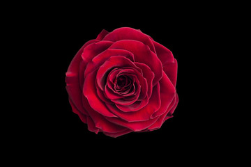 Red roses