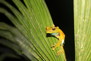 Fototapeta premium Palm tree frog sitting on a leave, Mindo, Ecuador