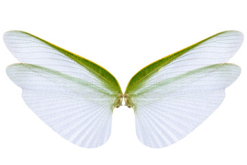 Wings of insect isolated on white background