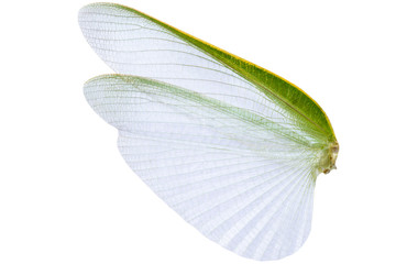 Wings of insect isolated on white background