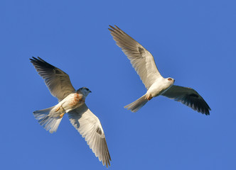 Whitetailed Kites in California exchanging prey in midair