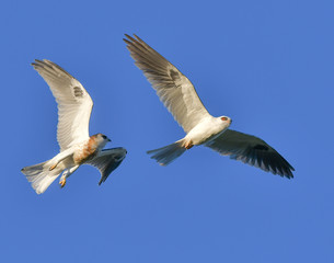 Whitetailed Kites in California exchanging prey in midair