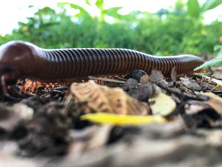 millipede