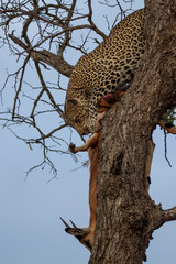 Great Kruger - Leopard on the tree