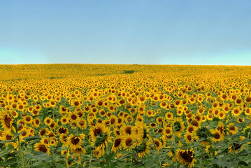 Fototapeta premium Field of sunflowers
