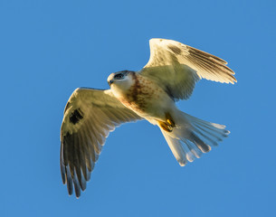 Young White-tailed Kite learning the ropes