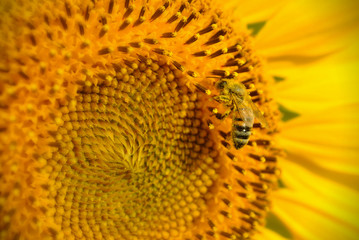 Bee & Sunflower