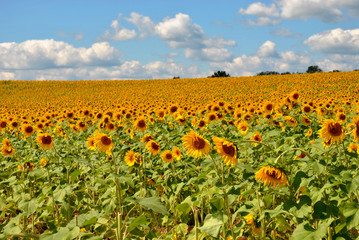 Sunflower field