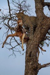 Great Kruger - Leopard on the tree