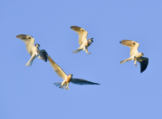 White-tail kites in aerial fight