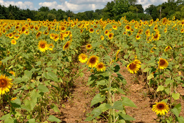 Happy Sunflowers