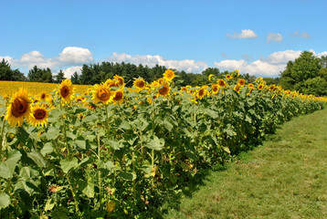 Fototapeta na wymiar Happy Sunflowers