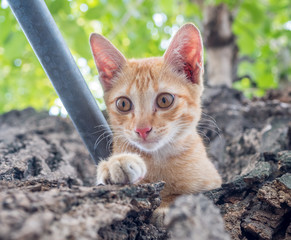 Naklejka na ściany i meble Cute kitten on tree