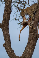 Fototapeta na wymiar Great Kruger - Leopard on the tree