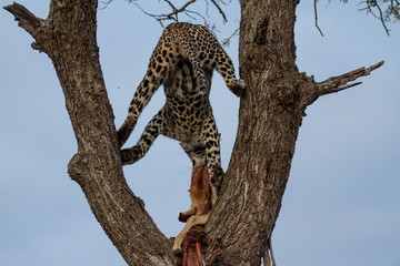 Obraz premium Great Kruger - Leopard on the tree