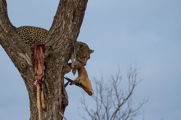 Great Kruger - Leopard on the tree