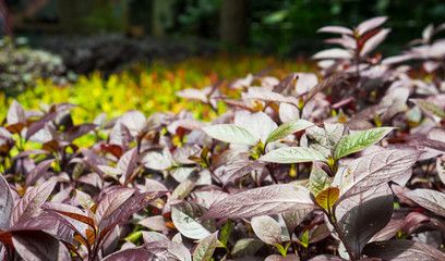 Purple color leaves bush in botany garden with blur background