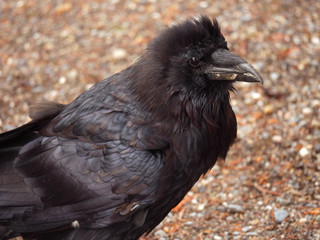 Fluffy Raven-Kootenay National Park