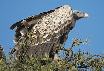 Vulture in  the  Masai Mara reserve, Kenya, Africa.