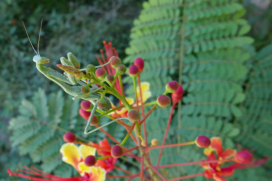 Sich putzende Gottesanbeterin (stagmomantis limbata) auf gelb-roter Blüte eines Pfauenstrauches (Caesalpinia pulcherrima)