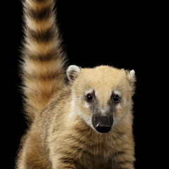 Obraz premium Close-up South American coati, Nasua Looking in Camera Isolated on Black Background