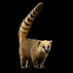 Wild animal South American coati, Nasua Standing and Posing, Looking in Camera with Tail Isolated on Black Background