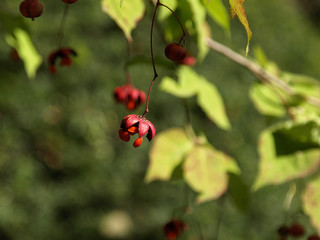 Fototapeta premium 星形のツリバナの赤い実