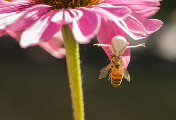 Crab spider catching a honeybee on a pink flower