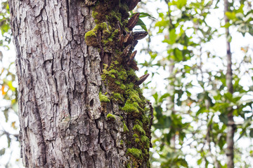 green moss on the tree near the road.