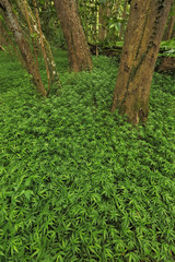 A hiking trail on the island of Kauai, Hawaii