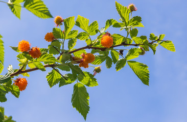 Ripe wild Salmonberries (Rubus spectabilis)